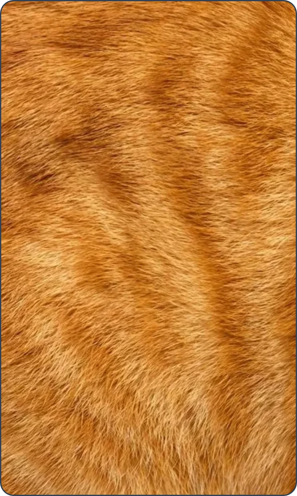 oranžová kočičí srst